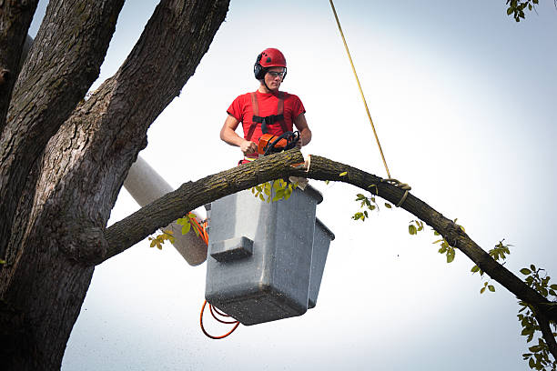 Best Best Tree Removal Services  in Faith, NC